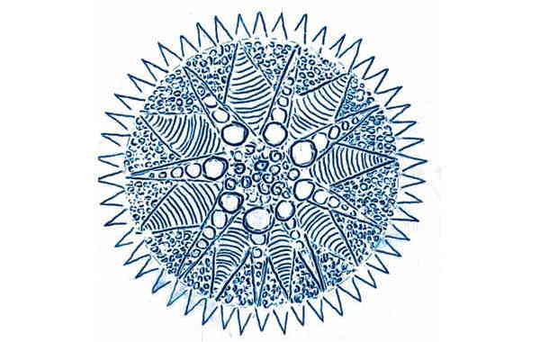 Illustration zu 'Der Abendstern' von Frank Walka