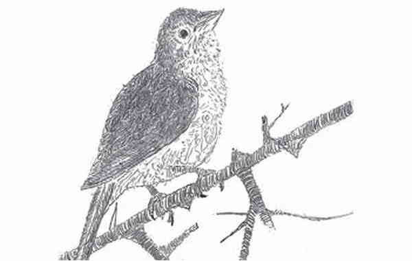 Illustration zu 'Es singt wohl ein Vöglein' von Frank Walka