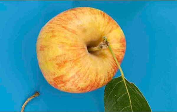 Illustration zu 'Pera stus pera kampus / Da drüben auf dem Felde' von Jan von Holleben