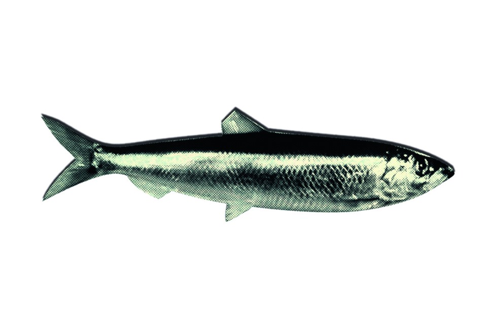 Illustration zu »In einen Harung« von Christoph Mett