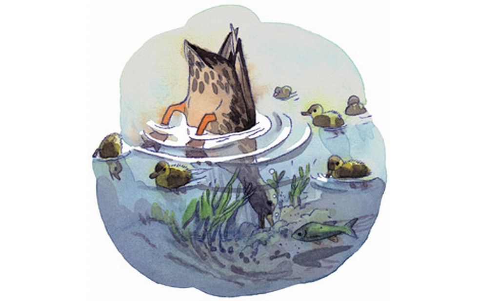 Illustration zu »Alle meine Entchen« von Markus Lefrançois