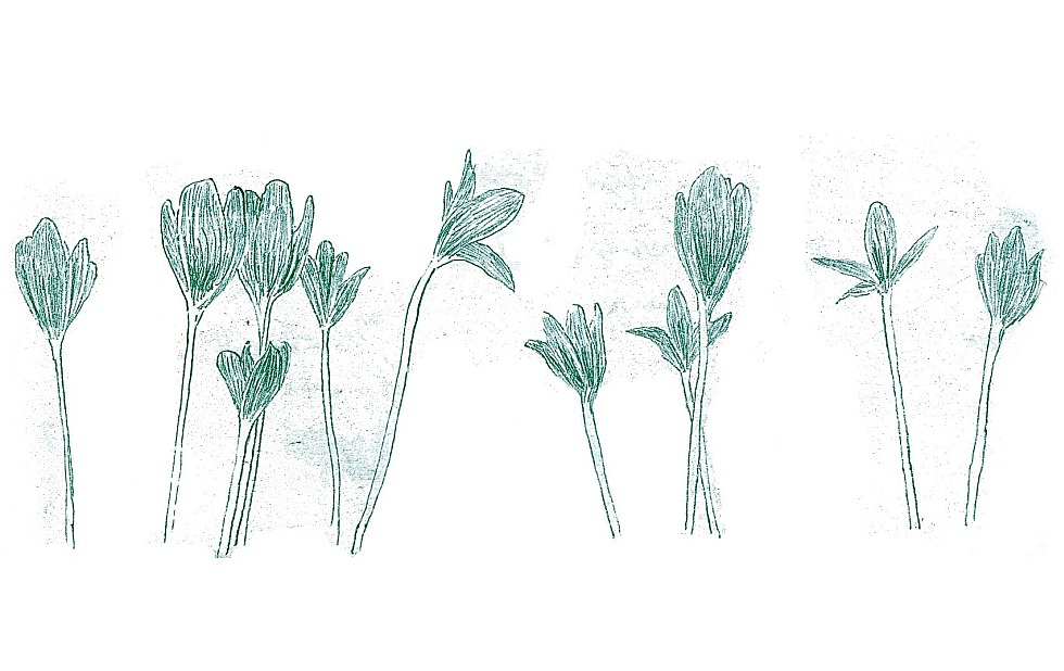 Illustration zu »Spi, maco spi« von Frank Walka